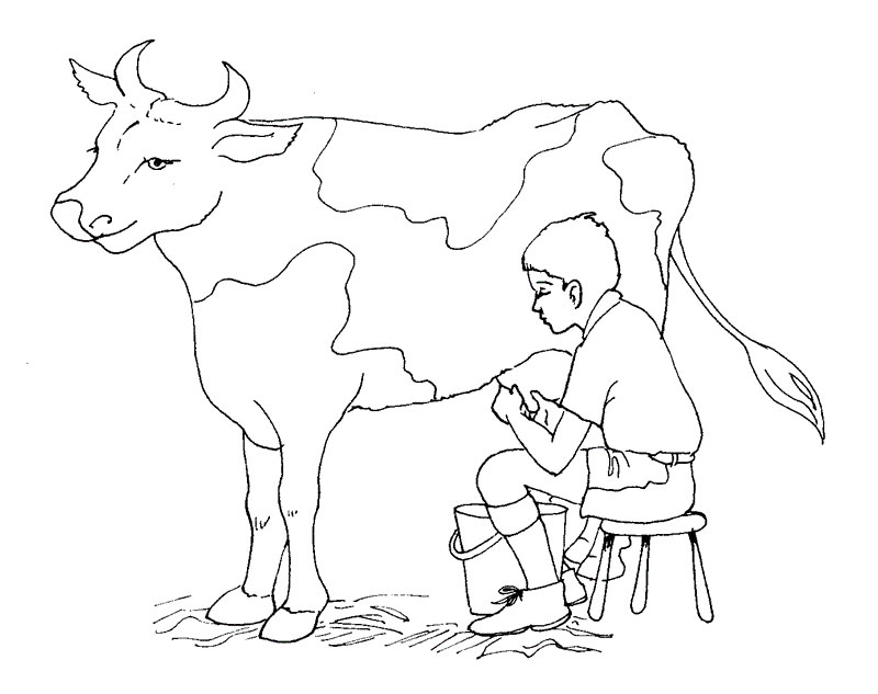 Free Cow Coloring Pages Printable 800x633 Free Cow Coloring Pages Printable