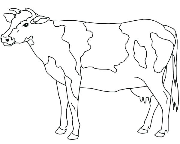 Coloring Pages Valentines Day Cow Coloring Pages Drawing 600x481 Coloring Pages Valentines Day Cow Coloring Pages Drawing