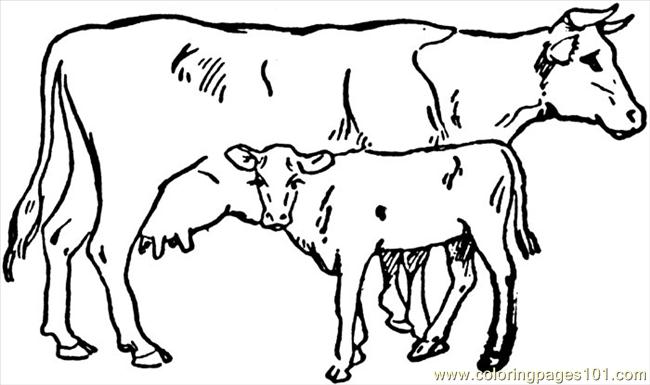 Cow (4) Coloring Page 650x385 Cow (4) Coloring Page