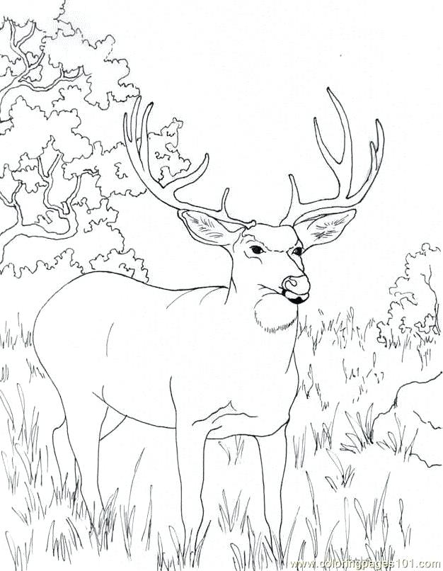 Deer Coloring Pages Coloring Page Free John Deere Coloring Pages 626x806 Deer Coloring Pages Coloring Page Free John Deere Coloring Pages