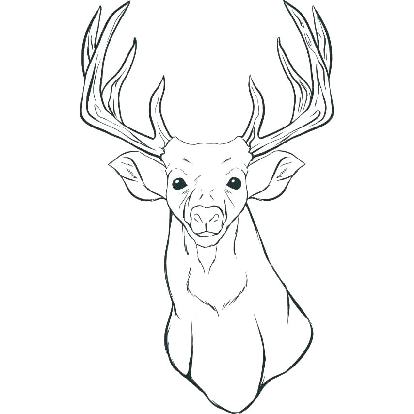 Deer Hunting Color Pages Kids Coloring Deer Color Pages Free Deer 854x854 Deer Hunting Color Pages Kids Coloring Deer Color Pages Free Deer