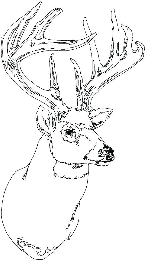 Deer Printable Coloring Pages Click To See Printable Version 500x860 Deer Printable Coloring Pages Click To See Printable Version