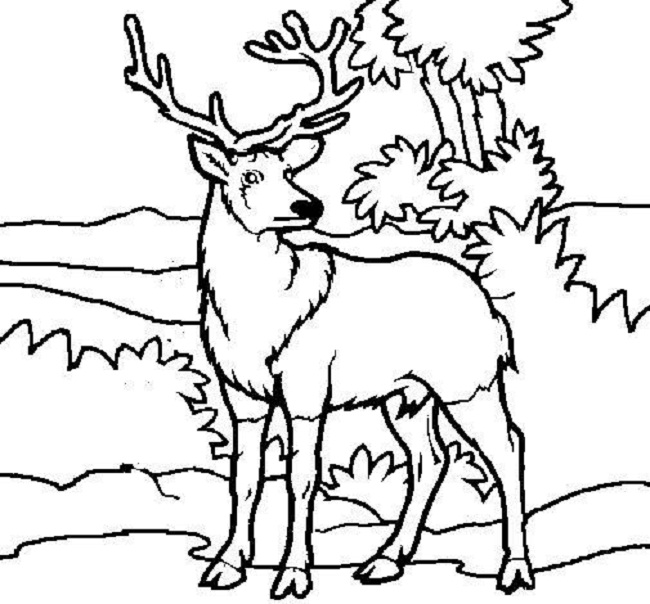 Deer Pictures To Color Free Printable Deer Coloring Pages For Kids 650x604 Deer Pictures To Color Free Printable Deer Coloring Pages For Kids