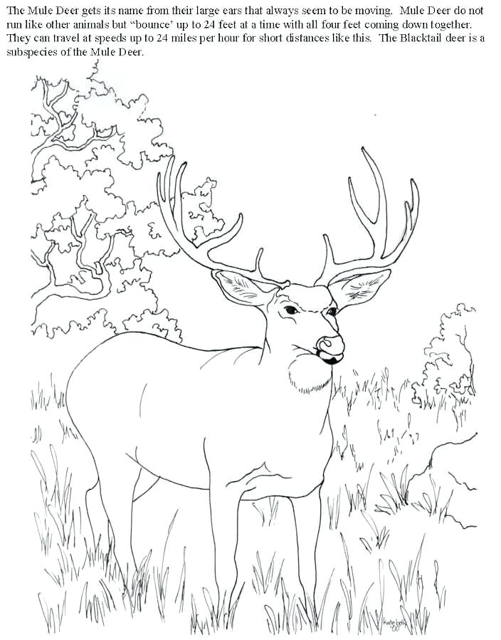 Free Deer Coloring Pages Deer Hunting Coloring Pages Bytes Free 704x899 Free Deer Coloring Pages Deer Hunting Coloring Pages Bytes Free