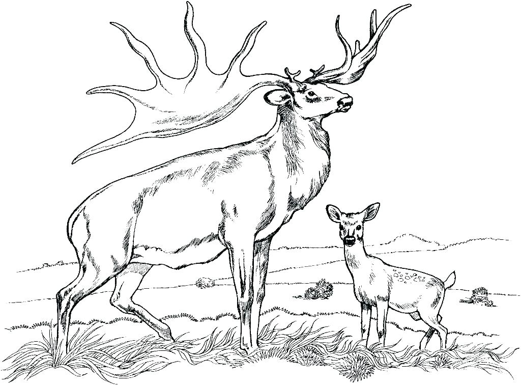Free Deer Coloring Pages Free Deer Coloring Pages Deer Coloring 1024x756 Free Deer Coloring Pages Free Deer Coloring Pages Deer Coloring
