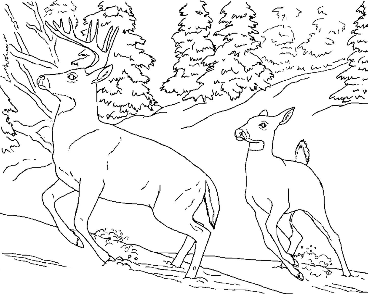 Free Printable Deer Coloring Pages For Kids Deer Pictures, Free 1500x1200 Free Printable Deer Coloring Pages For Kids Deer Pictures, Free