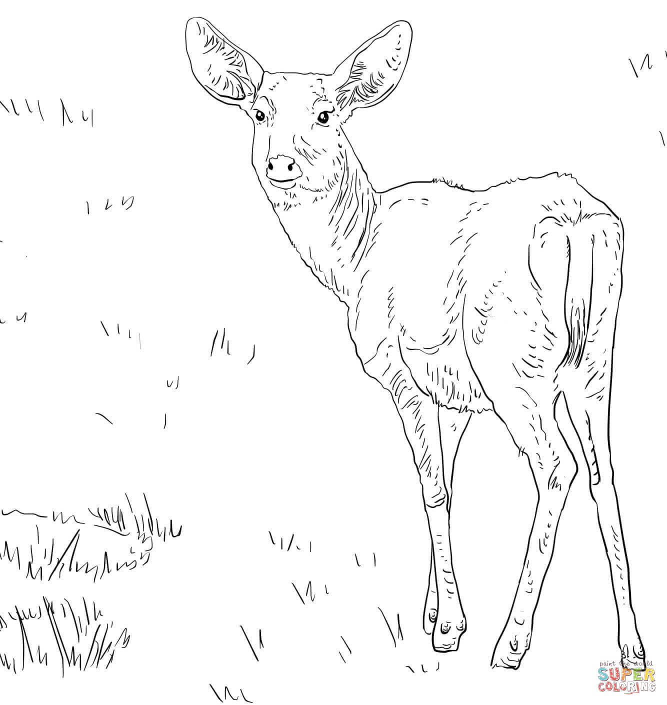 White Tail Deer Coloring Page Free Printable Pages Beautiful 1334x1410 White Tail Deer Coloring Page Free Printable Pages Beautiful