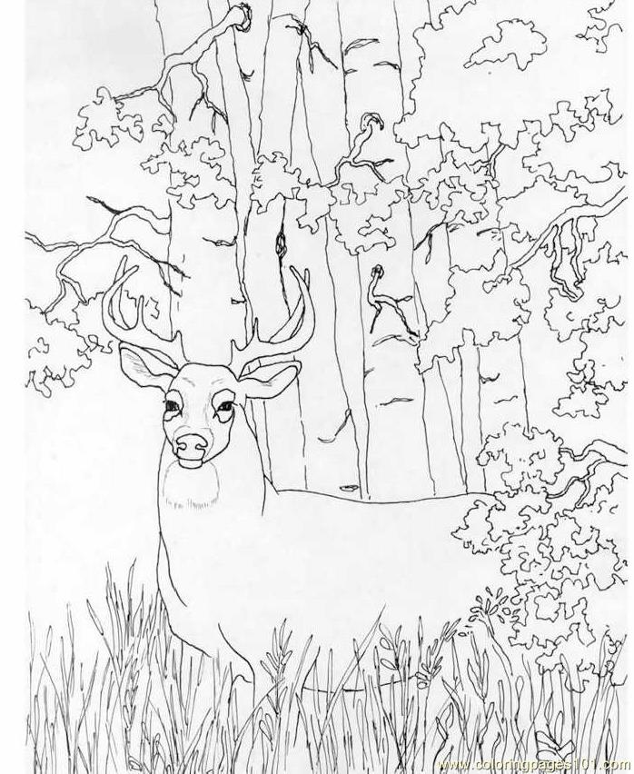 Whitetail Deer Coloring Page 698x852 Whitetail Deer Coloring Page