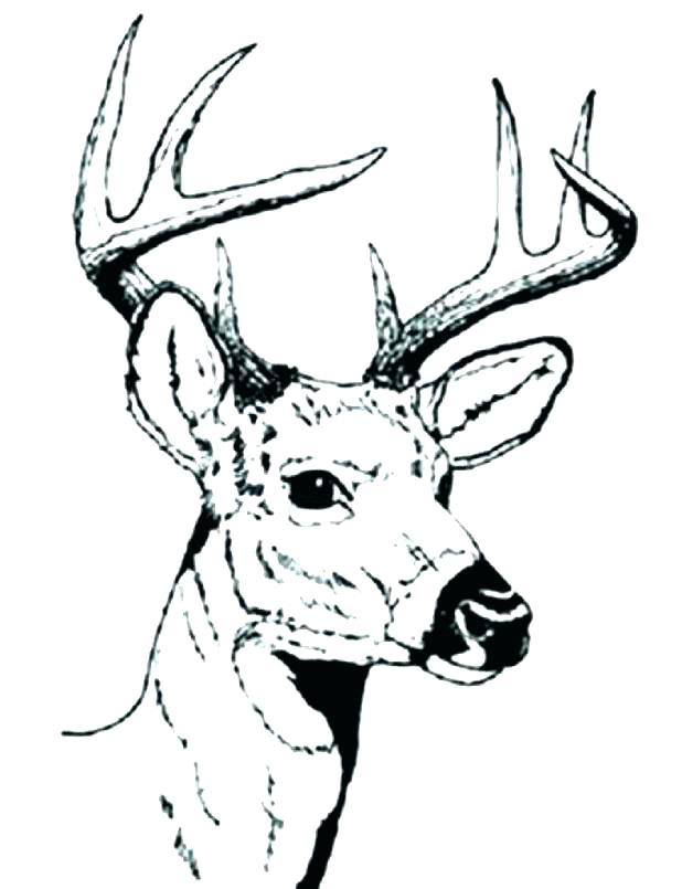 Whitetail Deer Coloring Pages Free Deer Coloring Pages Deer 618x805 Whitetail Deer Coloring Pages Free Deer Coloring Pages Deer