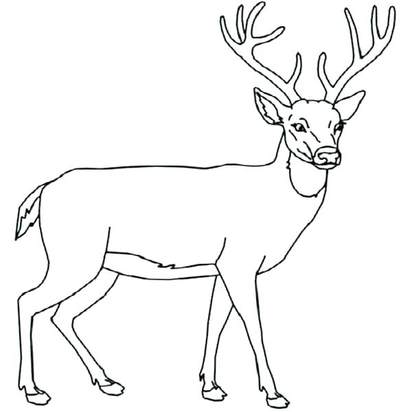 Whitetail Deer Coloring Pages 600x600 Whitetail Deer Coloring Pages