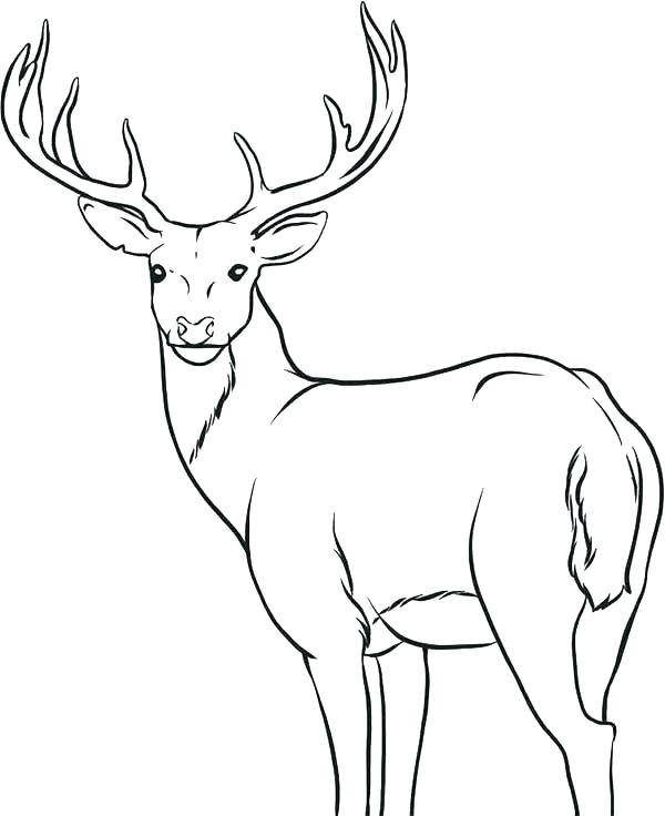 Coloring Pages Of Deer Deer Hunting Coloring Pages Free Deer 600x736 Coloring Pages Of Deer Deer Hunting Coloring Pages Free Deer