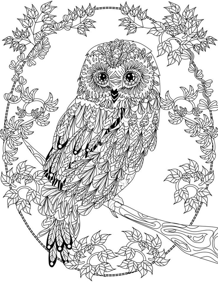 Coloring Pages Of Owls For Adults Erf Coloring 736x952 Coloring Pages Of Owls For Adults Erf Coloring