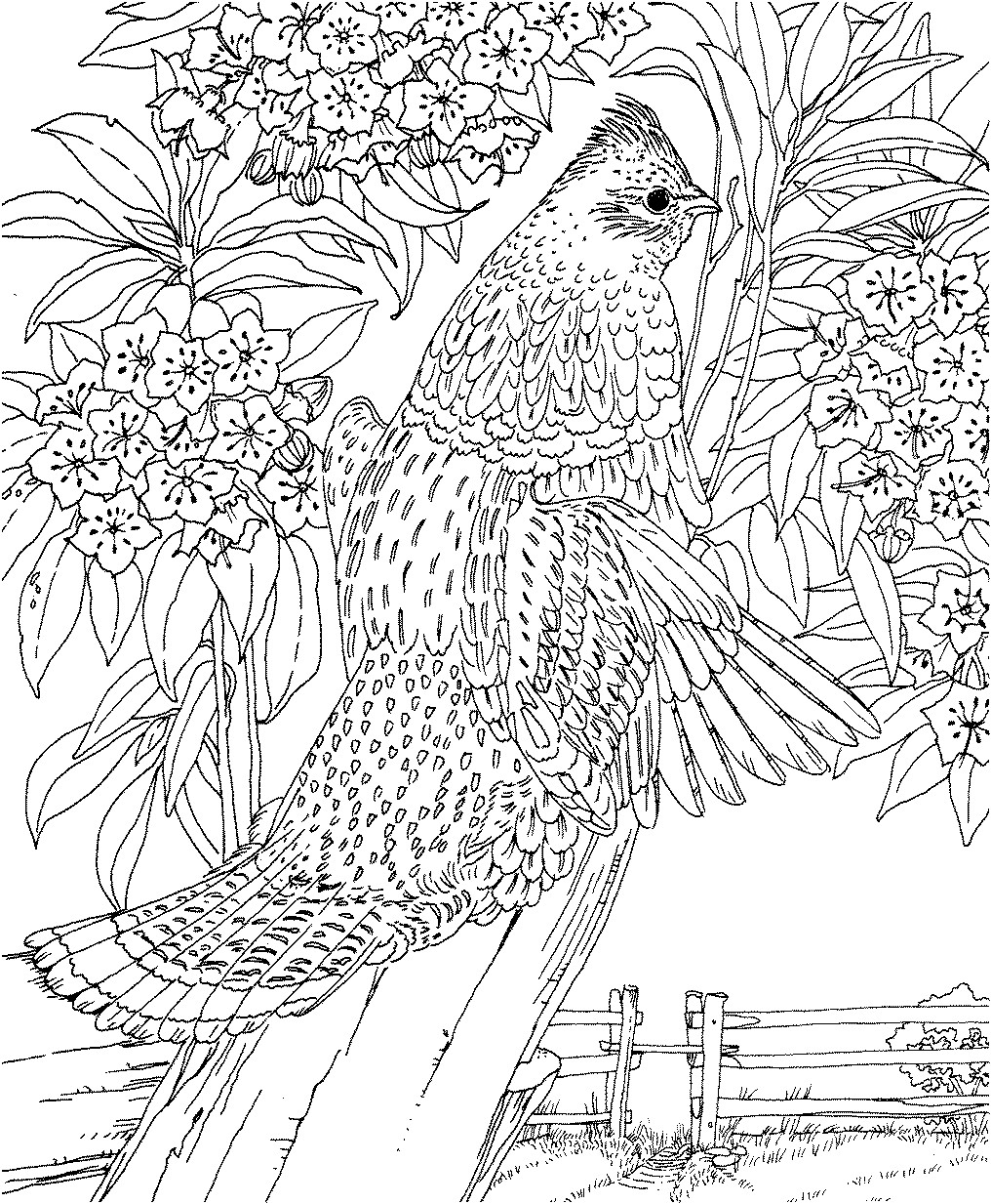 1016x1233 New Coloring Pages