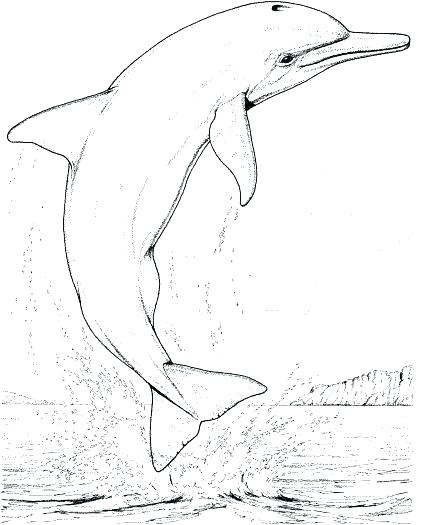 Free Dolphin Coloring Pages