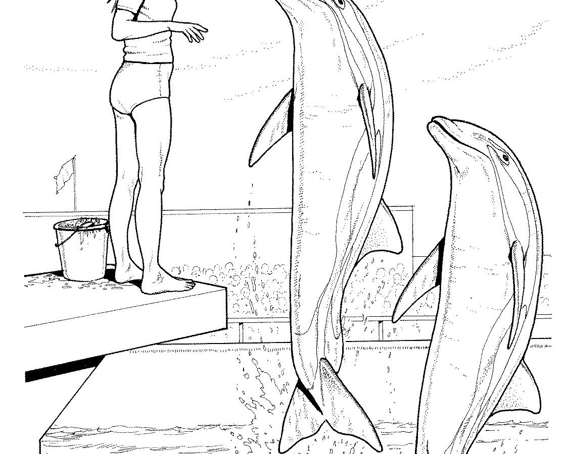 Free Printable Dolphin Coloring Pages For Adult Dolphins Animals 1114x900 Free Printable Dolphin Coloring Pages For Adult Dolphins Animals