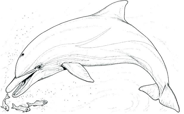 Dolphin Color Pages Dolphins Colouring Page Dolphin Coloring Pages 618x383 Dolphin Color Pages Dolphins Colouring Page Dolphin Coloring Pages
