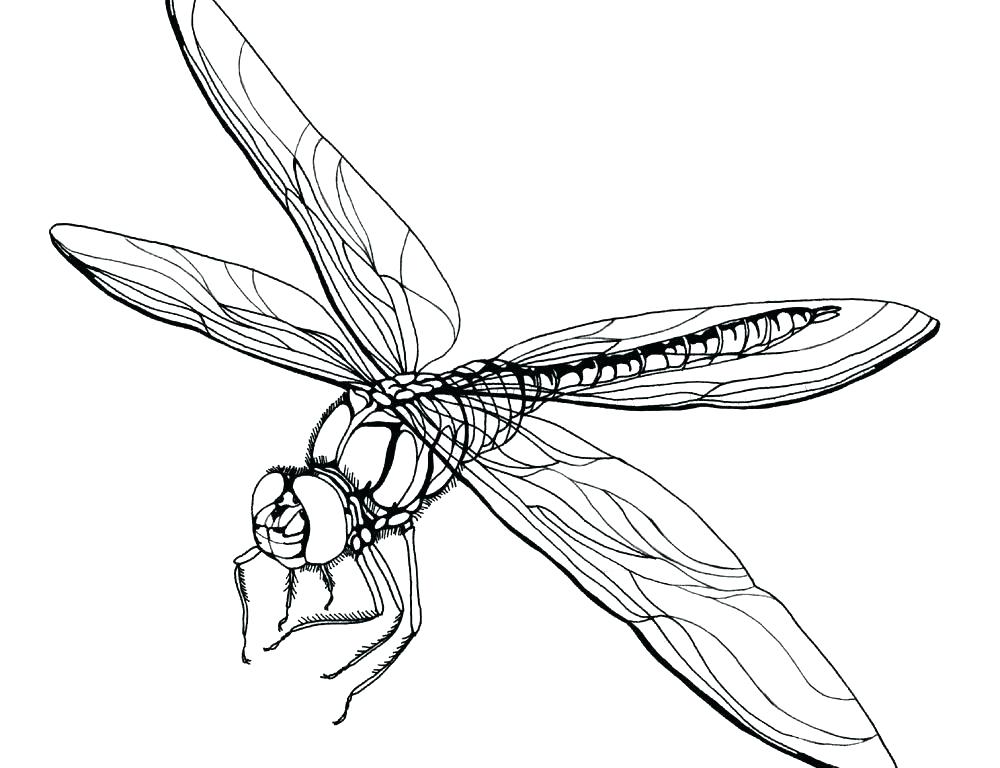 1000x768 Dragonfly Coloring Pages Coloring Pages Dragonfly Coloring Page