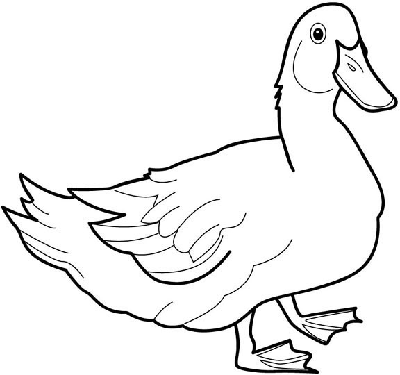 Duck Coloring Pages Duck Coloring Pages Cool Duck Coloring Page 576x540 Duck Coloring Pages Duck Coloring Pages Cool Duck Coloring Page