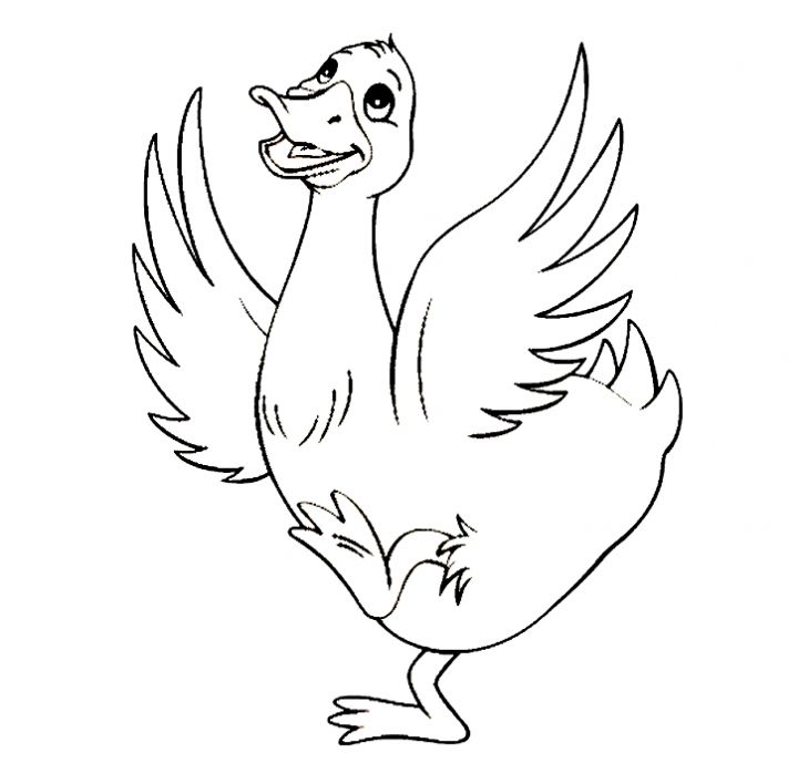 Duck Coloring Pages Free 720x699 Duck Coloring Pages Free