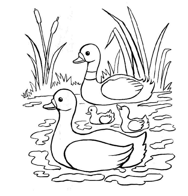 Free Duck Coloring 741x773 Free Duck Coloring