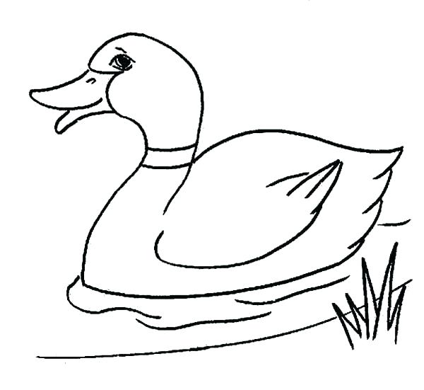 Coloring Pages Of Ducks Coloring Pages Of Ducks Plus Baby Duck 600x551 Coloring Pages Of Ducks Coloring Pages Of Ducks Plus Baby Duck