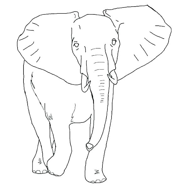Elephant And Piggie Coloring Pages Free Elephant Coloring Pages 600x600 Elephant And Piggie Coloring Pages Free Elephant Coloring Pages
