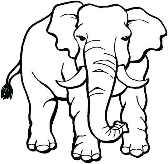 539x525 Free Elephant Coloring Pages X Free Elephant And Piggie Coloring