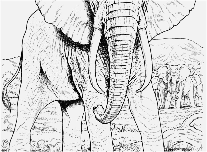 827x609 The Perfect Footage Elephant Coloring Pages For Adults Reputable