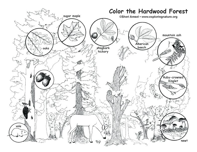 Forest Coloring Page Enchanted Forest Colouring Pages Free 792x612 Forest Coloring Page Enchanted Forest Colouring Pages Free