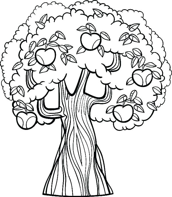 600x684 Tree Coloring Pages Apple Tree Coloring Pages Coloring Page