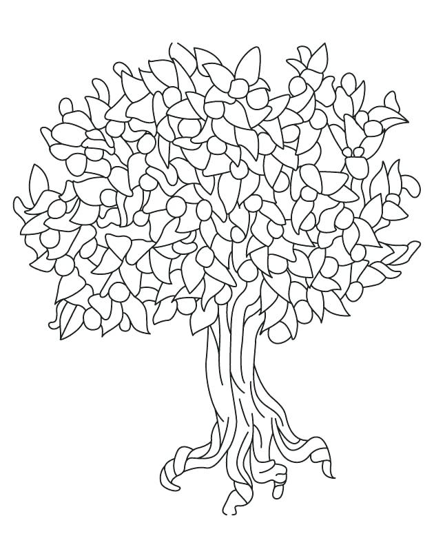 630x810 Tree Coloring Pages Pecan Tree Coloring Pages Free Family Tree