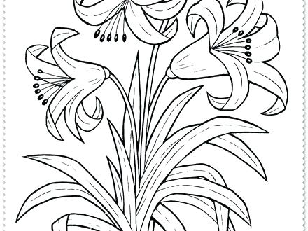 Flower Coloring Pages Free Download Lily Flowers To Color Flowers 440x330 Flower Coloring Pages Free Download Lily Flowers To Color Flowers