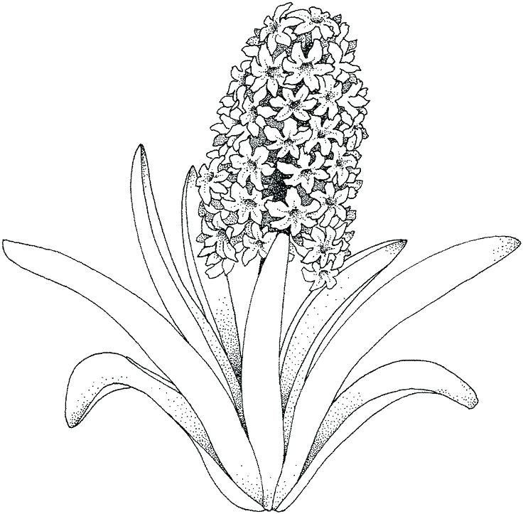 Coloring Images Of Flowers Coloring Flower Pages Flowers Coloring 736x723 Coloring Images Of Flowers Coloring Flower Pages Flowers Coloring