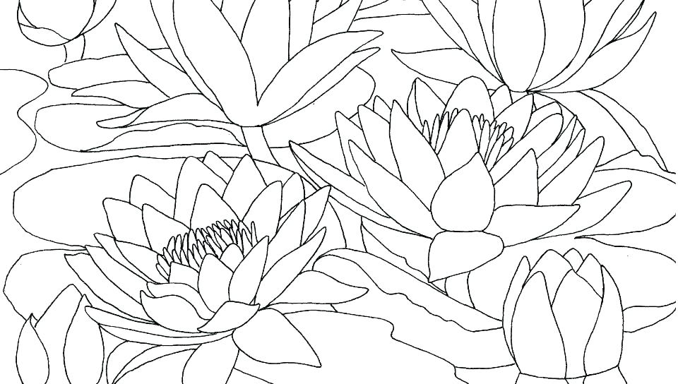 Flower Coloring Pages Printable For Adults Free Lily S 960x544 Flower Coloring Pages Printable For Adults Free Lily S