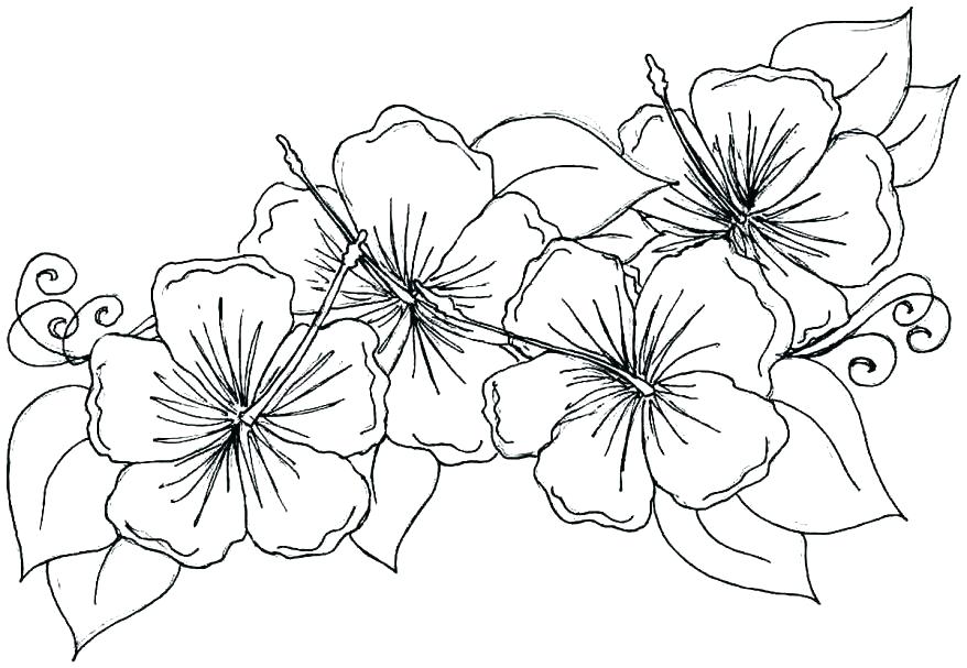 878x607 Printable Flower Coloring Pages For Adults Free Printable Coloring