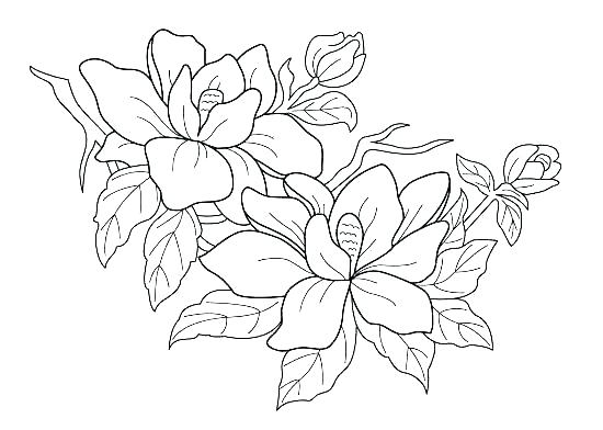 Flower Coloring Pages Free Coloring Pages For Kids Flowers 550x392 Flower Coloring Pages Free Coloring Pages For Kids Flowers