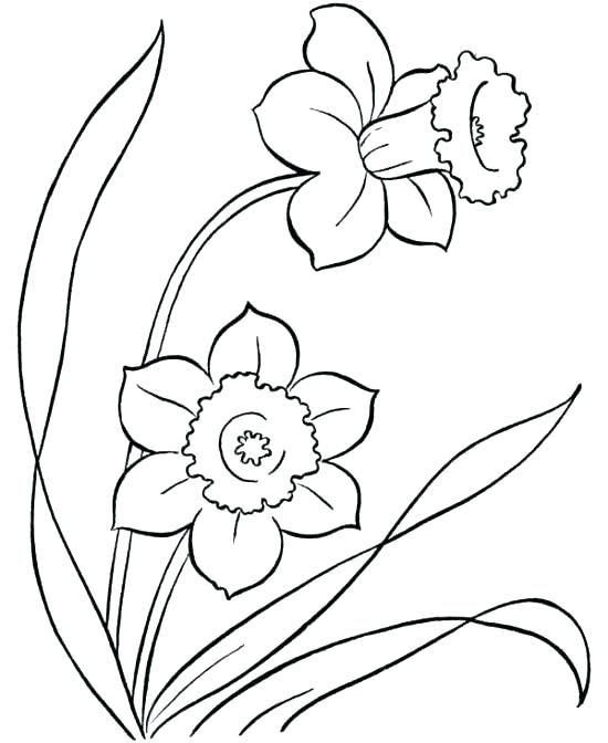 Flower Coloring Pages Free Printable Hibiscus Flower Coloring 550x672 Flower Coloring Pages Free Printable Hibiscus Flower Coloring