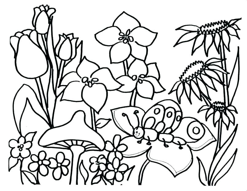 Flower Coloring Pages Pdf As Well As Elegant Flower Coloring Pages 805x622 Flower Coloring Pages Pdf As Well As Elegant Flower Coloring Pages