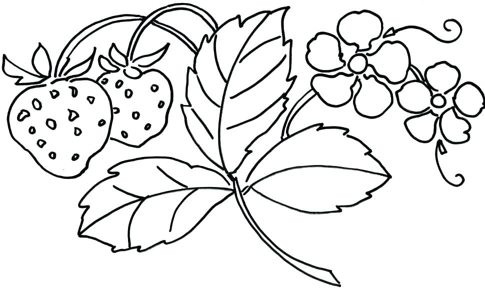Coloring Pages Flowers Printable Flowers Coloring Pages Free 970x580 Coloring Pages Flowers Printable Flowers Coloring Pages Free