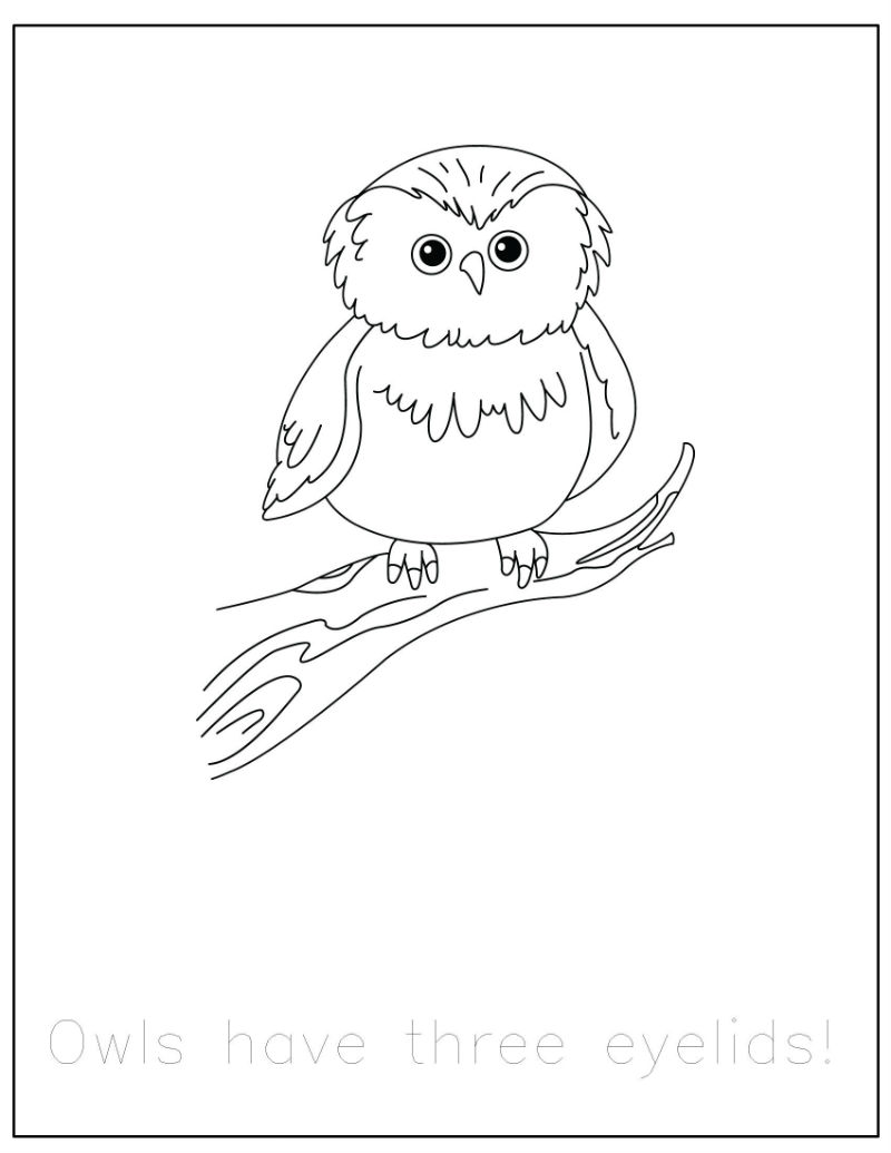 Free} Forest Animals Coloring Pages With Traceable Fun Facts 800x1035 Free} Forest Animals Coloring Pages With Traceable Fun Facts