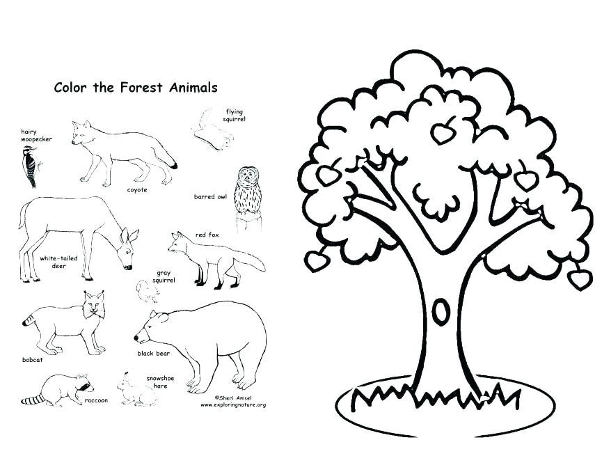 Apple Tree Coloring Pages Coloring Pages Apple Coloring Page 878x678 Apple Tree Coloring Pages Coloring Pages Apple Coloring Page