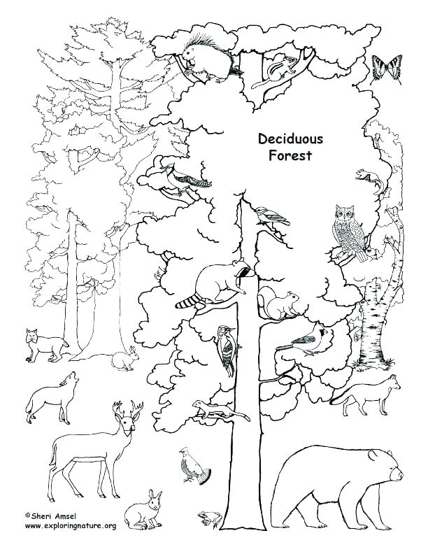 Forest Coloring Pages Coloring Sheets Forest Coloring Pages 612x792 Forest Coloring Pages Coloring Sheets Forest Coloring Pages