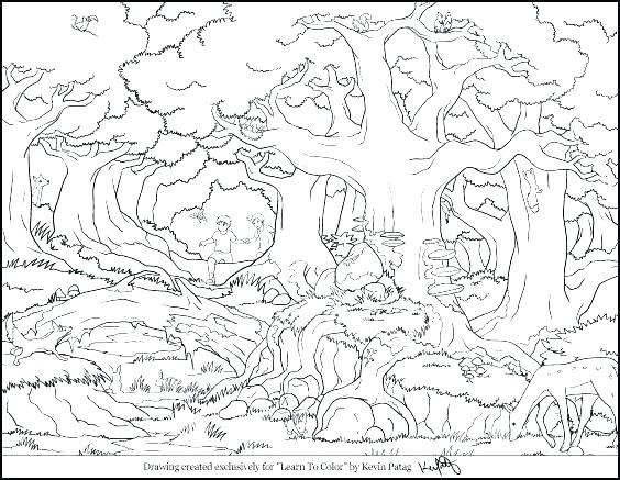 Forest Coloring Pages Printable Free Printable Coloring Pages Plus 564x437 Forest Coloring Pages Printable Free Printable Coloring Pages Plus