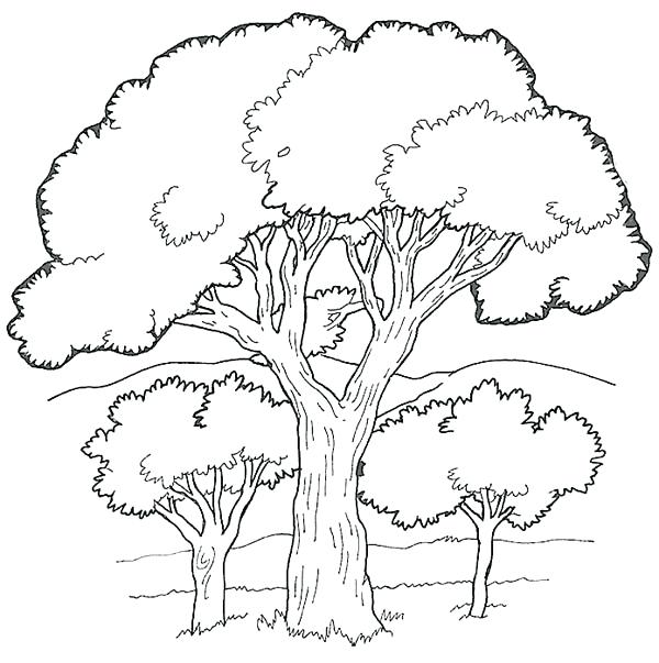 Luxury Forest Coloring Pages Printable For Oak Tree In The Forest 600x603 Luxury Forest Coloring Pages Printable For Oak Tree In The Forest