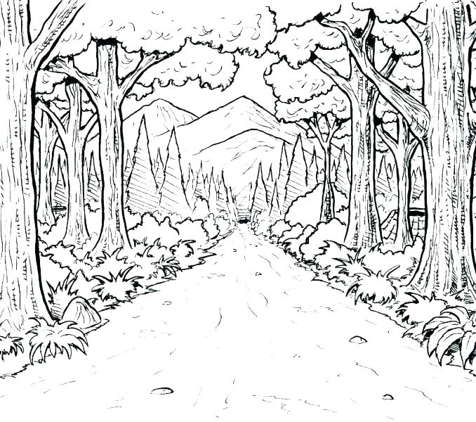 Coloring Pages Forest Forest Coloring Sheets Captivating Forest 678x600 Coloring Pages Forest Forest Coloring Sheets Captivating Forest