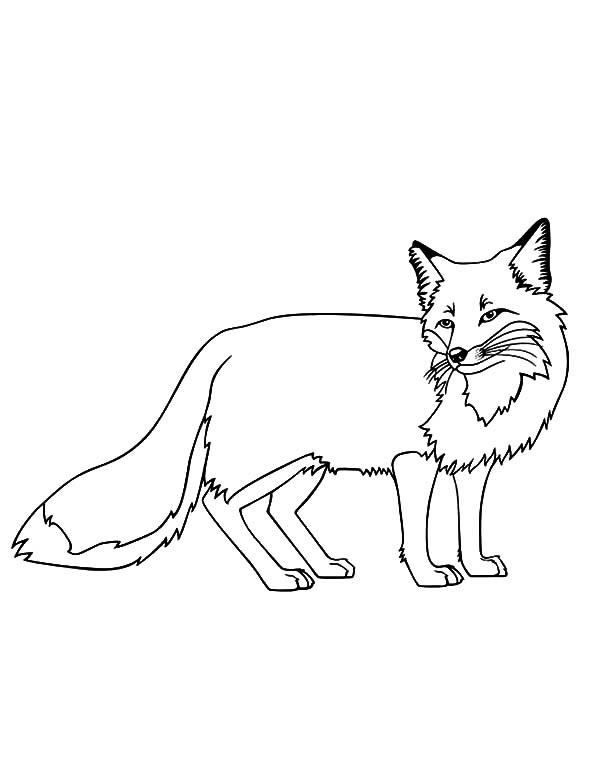 Kit Fox Coloring Pages 600x776 Kit Fox Coloring Pages