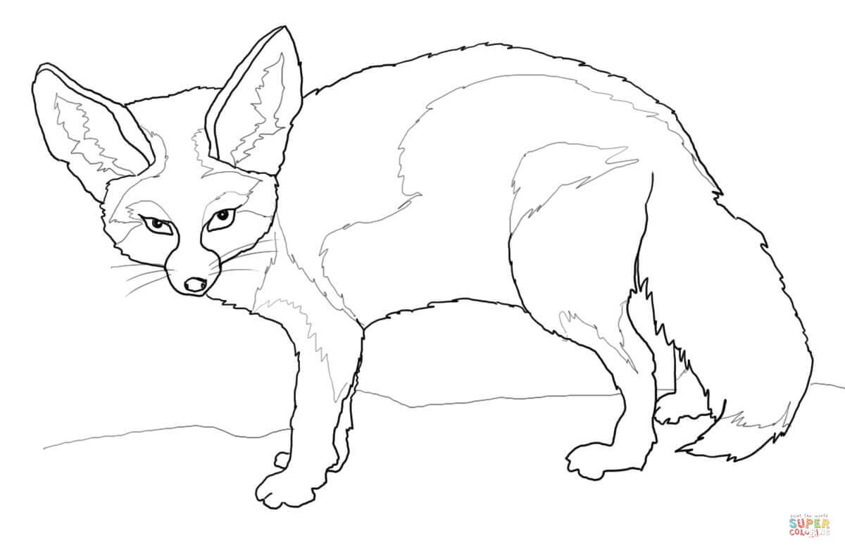 Compromise Fennec Fox Coloring Page Free Print 1200x784 Compromise Fennec Fox Coloring Page Free Print