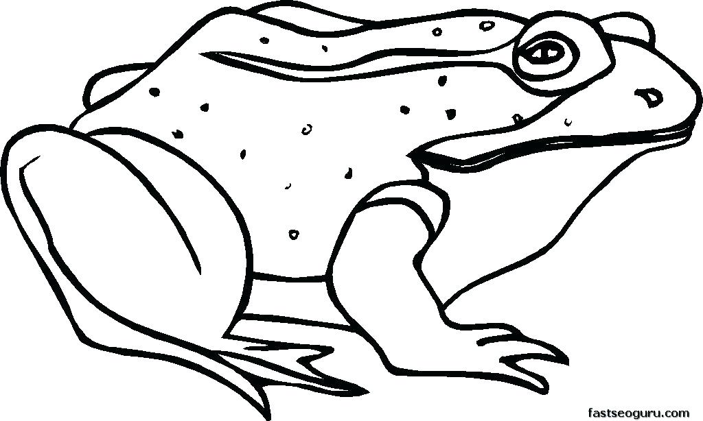 1024x614 Frog Coloring Pages Free Frog Coloring Pages Printable Many