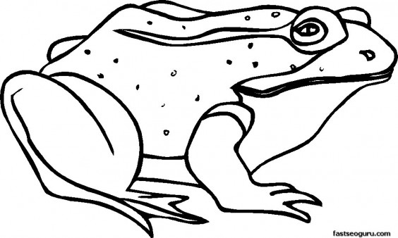 564x338 Frog Coloring Pages Free Frog Coloring Sheet Packed With Awesome