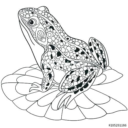 500x500 Frogs Coloring Pages Frog Coloring Pages Frog Coloring Pages Free